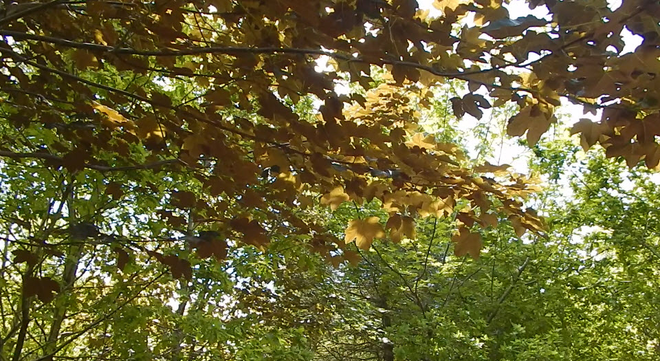 Trees