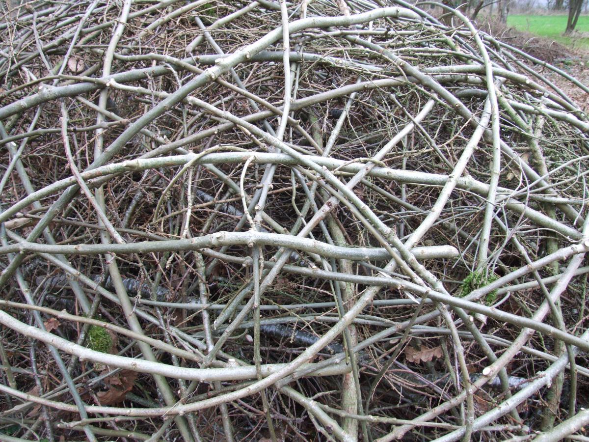 Ash shell coracle