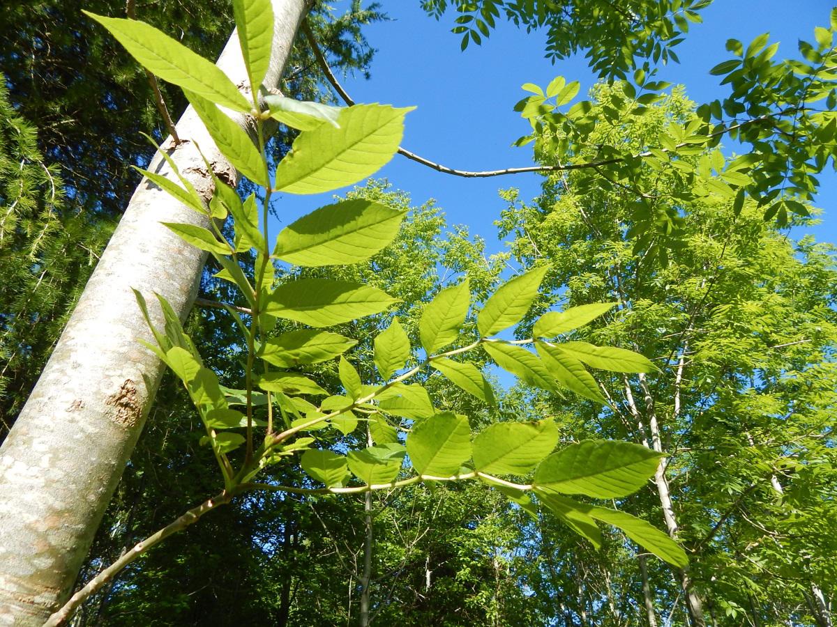Woodland views Nov14 - Jun15