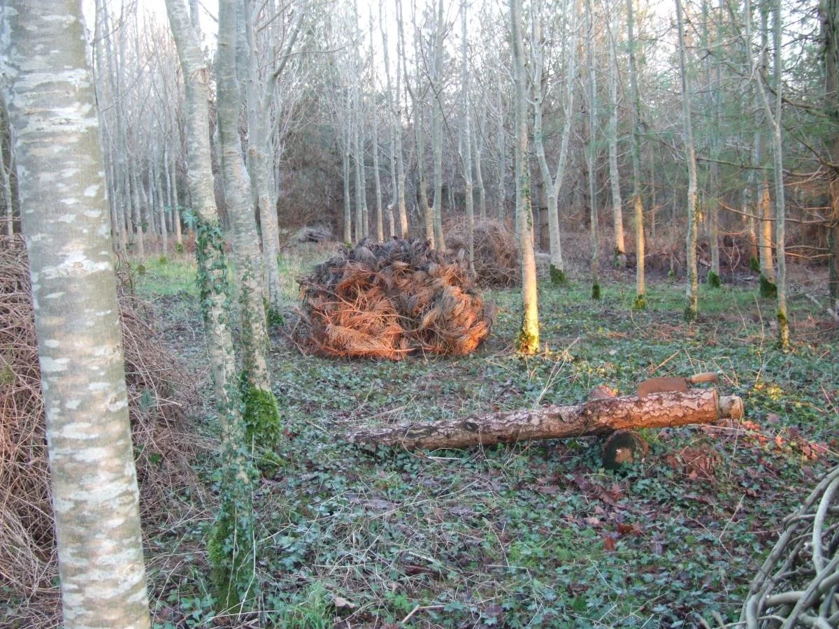 Logs for Labour